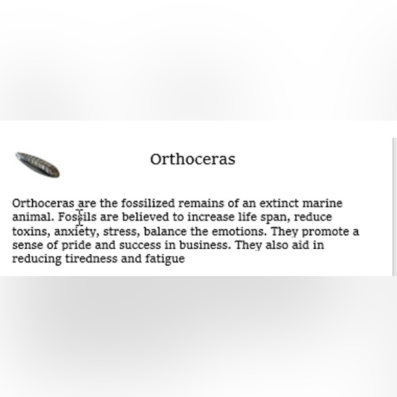 Orthoceras fossil framed - Picture 8 of 10